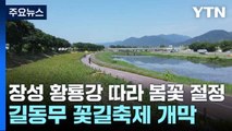 장성 황룡강 따라 봄꽃 절정...길동무 꽃길축제 개막 / YTN