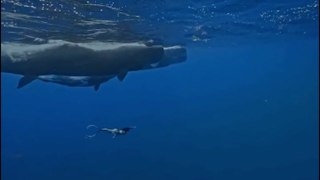 Diver swims below pod of giant sperm whales in stunning footage