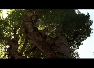 Miel Bande-annonce (EN)