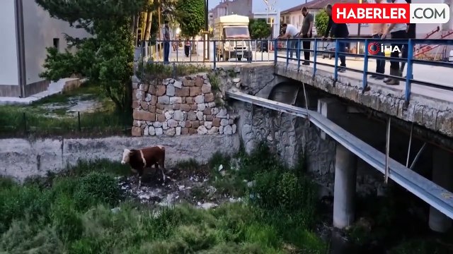 Ahırdan kaçan kurbanlık ortalığı birbirine kattı