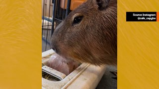 Video: tutustu japanilaiseen kahvilaan, jossa asiakkaita tervehtivät kapybarat