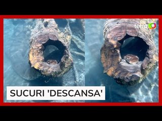 Vídeo mostra sucuri tomando sol dentro de tronco em rio em MS