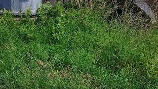 Chemin vert Lourdes-Tarbes (65, ️ Hautes-Pyrénées).