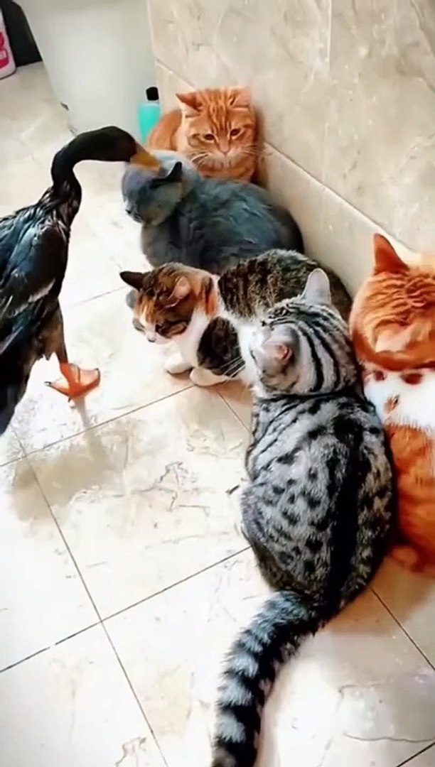 Cat and Duck's Unlikely Friendship: A Comedy Duo in Action