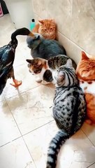 Cat and Duck's Unlikely Friendship: A Comedy Duo in Action