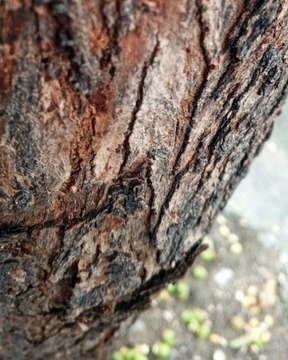 |HABIB ARIEL CORIAT HARRAR | EEUU BUSCA PROMOVER EL USO ÉTICO DE LA IA’S (PARTE 2) (@HABIBARIELC)