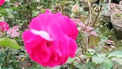 Manzil Dua - 006 - Manzil - منزل