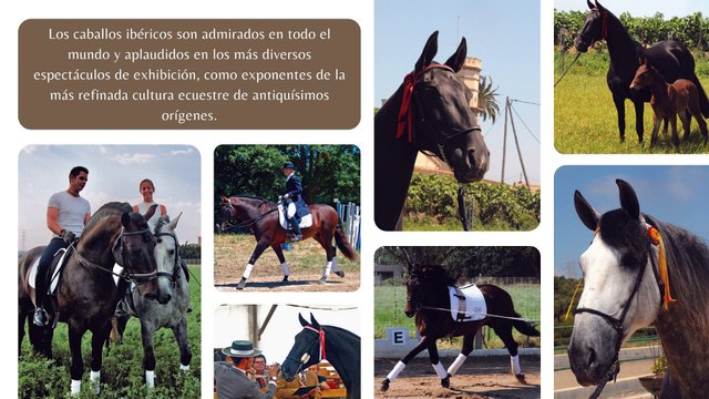Los caballos ibéricos - Iberian horses