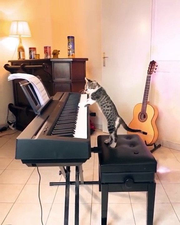 cat pianis