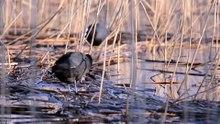 The Eurasian Coot: Close Up HD Footage (Fulica atra)
