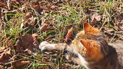 A cute kitten plays with the cat's tail. A cute kitten is playing.