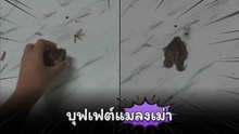 บุฟเฟต์แมลงเม่า เสิร์ฟให้น้องอึ่งถึงที่ !