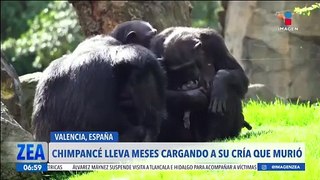Chimpancé lleva tres meses cargando a su cría que murió