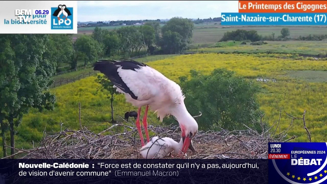 "Le printemps des cigognes", le rendez-vous à retrouver sur BFMTV chaque vendredi jusqu'au mois de juin