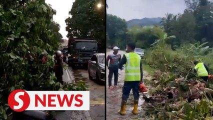 Download Video: Downpour uproots six trees in Semenyih