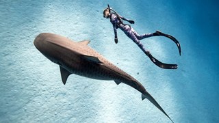 La femme qui chuchotait à l'oreille des requins