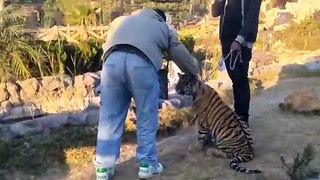 Chines playing with tiger cub #dailymotion #pakistan #entertainment #tour #fun #viral #trending #foryou #tiktok #delicious #gaming #reels