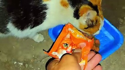 Newborn baby, cute kittens are sleeping.  I gave food to the mother cat.