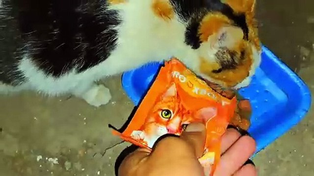 Newborn baby, cute kittens are sleeping. I gave food to the mother cat.