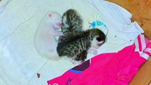 Newborn baby kittens are sleeping. His mother went hunting