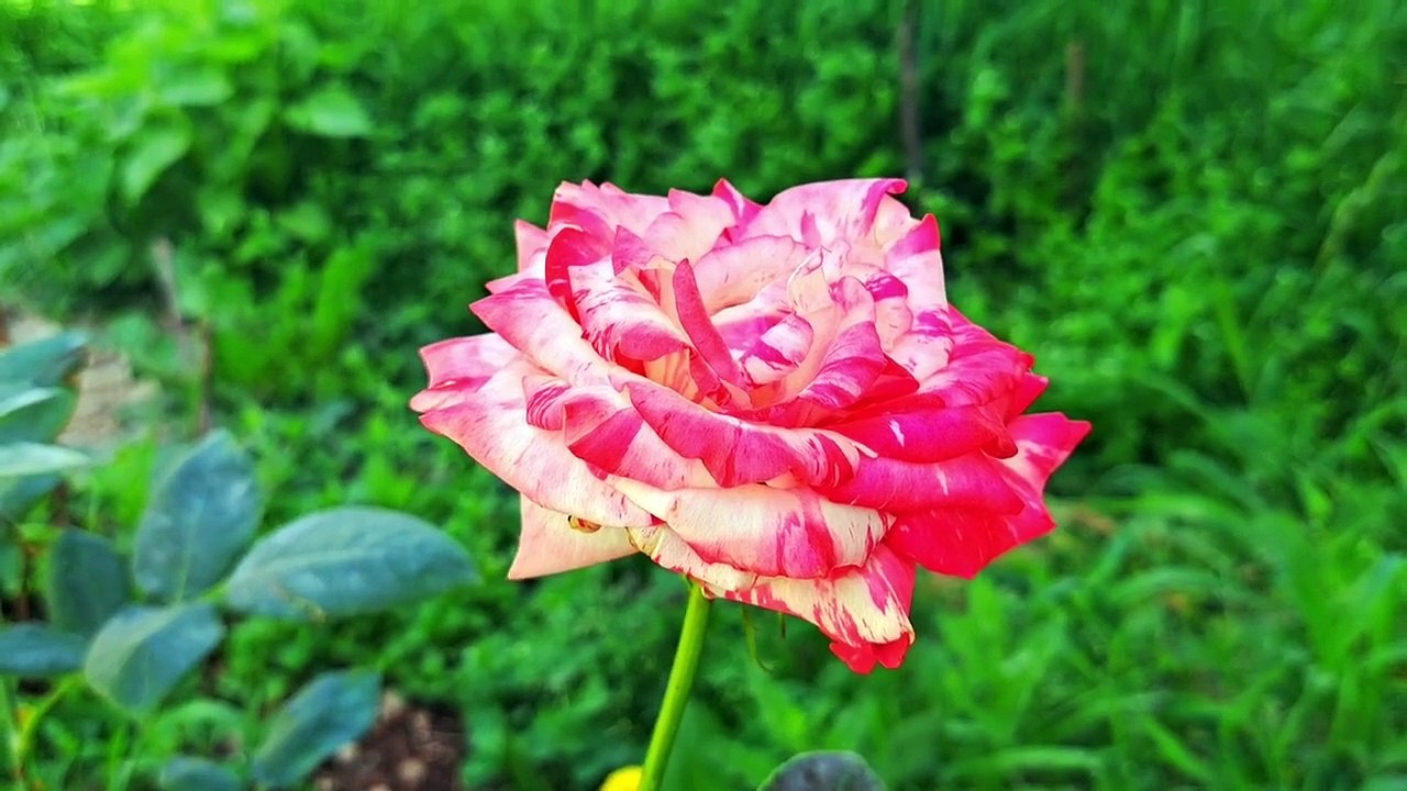 Mother Cat is breastfeeding her little newborn kittens. Kittens are so beautiful