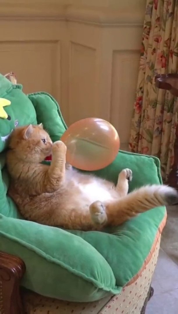 Funny cat | Cute Cat