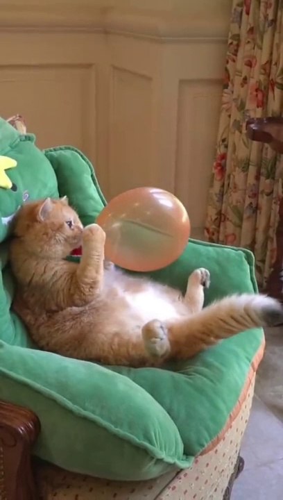 Funny cat | Cute Cat