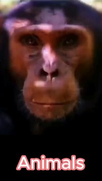 All Wild Animals in 1 Video | All Wild Animals in 1 Video | #shorts #shortsvideoviral #animals #animal #wildanimals #animallover