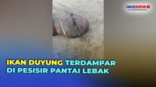 Ikan Duyung 4 Meter Terdampar di Pesisir Pantai Lebak, Warga Terpaksa Bakar Bangkainya