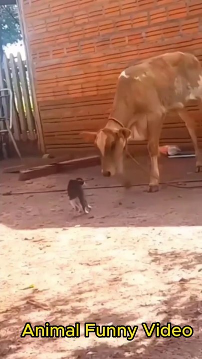 Cat & Cow Funny Video | #catcow #catcowvideo #funnycatvideo #catcowfunny #catcowmemes #catcowtiktok #catcowyoutube #catcowanimals #catcowcute #catcowlove #catcowlife #catcowfamily #catcowfriends #catcowbonding #catcowplay #catcownap #catcowsleep #catcowdr