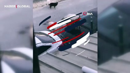 İstanbul'da ilginç anlar: Keçiler arabanın üstünde tepindi