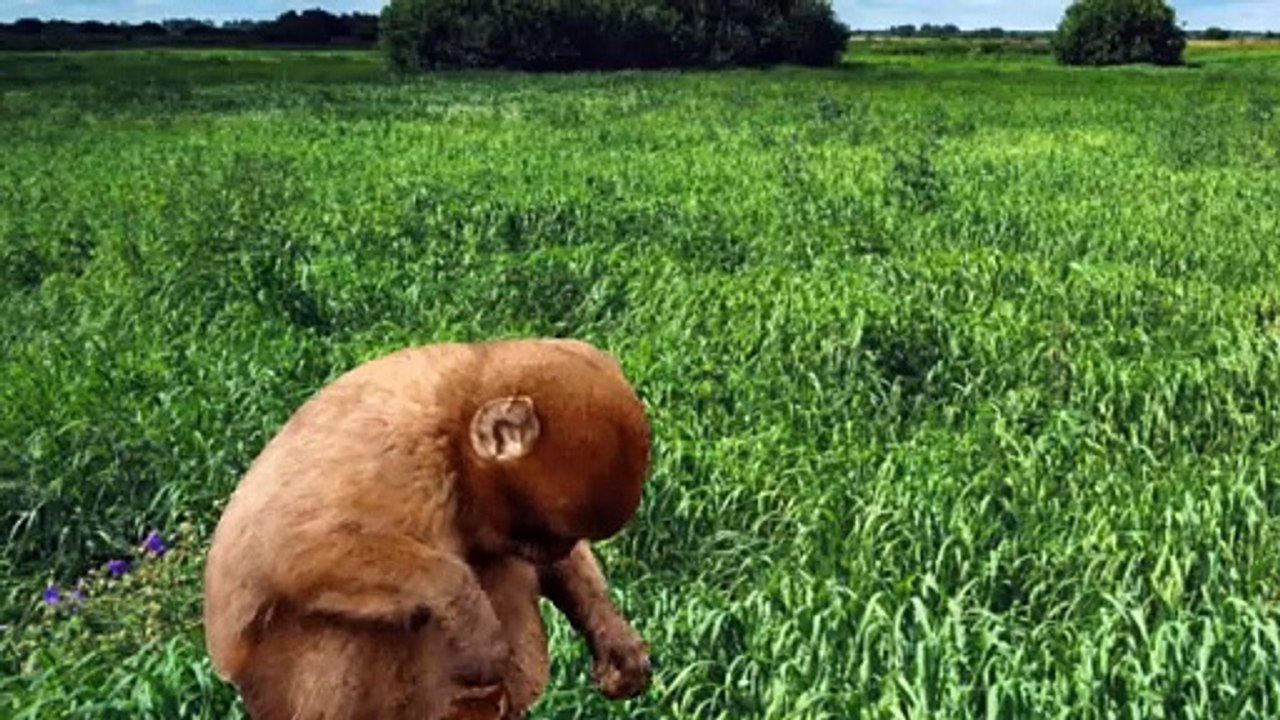 monkey eating