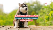 Quoi mettre dans la valise de son chien pour partir en vacances ?