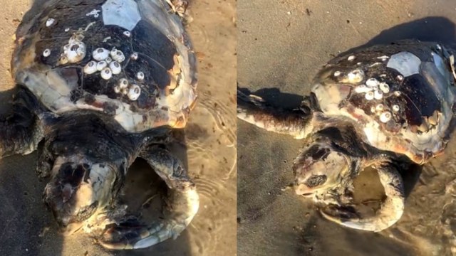 Edirne'de sahile ölü caretta caretta vurdu