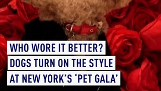 Who wore it better? Dogs turn on the style at New York's 'Pet Gala'