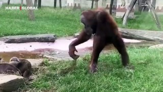 Su samurları ile uğraşan şempanzeye beklenmedik sonu kahkahaya boğdu