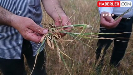 Yozgat'ta Kuraklık Nedeniyle Hububat Ürünleri Zarar Gördü