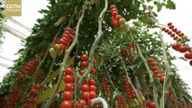 Les tomates cerises créent une grande industrie : la culture hors sol, une nouvelle tendance de l'agriculture moderne dans le Ningxia