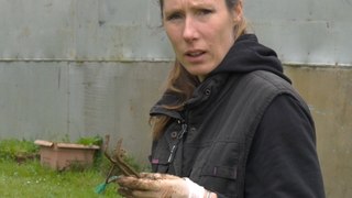Mélanie, agricultrice, est chasseuse de taupes