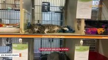 Shelter cat makes saddest face to get adopted