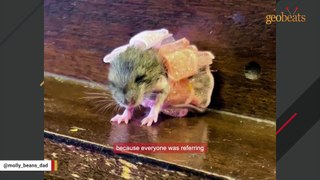 Man does sweetest thing for lonely street mouse