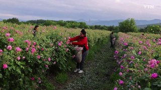 기후변화로 한 달 일찍 핀 장미...불가리아 장미 수확 한창 / YTN