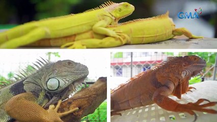 Lalaki, may 100 iguana na inaalagaan?! | AHA!