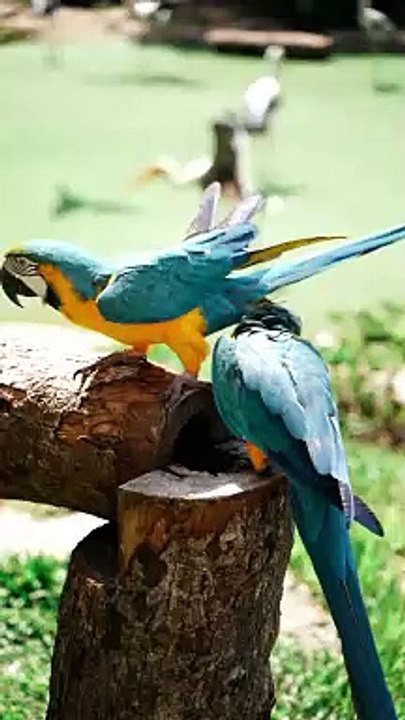 Beautiful parrots Bird