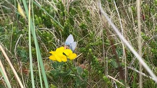 Ardersier pupils set to help save small blue butterfly