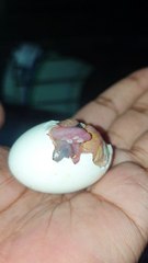 Hatching Pigeon Eggs Day 1