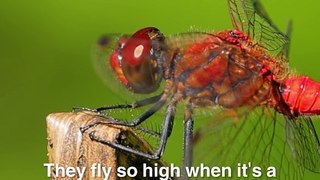Are dragonflies the new dolphins?