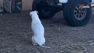 Son chien fait une fixation sur une camionnette : en le filmant, sa propriétaire va comprendre son étrange attitude