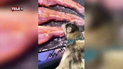 Ekrandakini gerçek sandı televizyonu yaladı