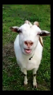 When Goats Speak with Their Tongues Hilarious Encounters | Goat funny